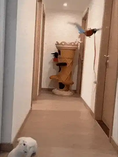 Interactive cat toy