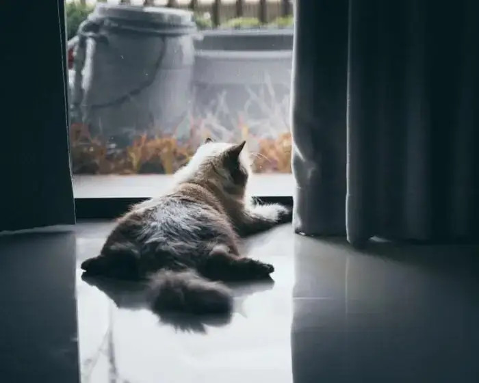 Indoor cat toy