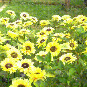 Sunflower Solar Light